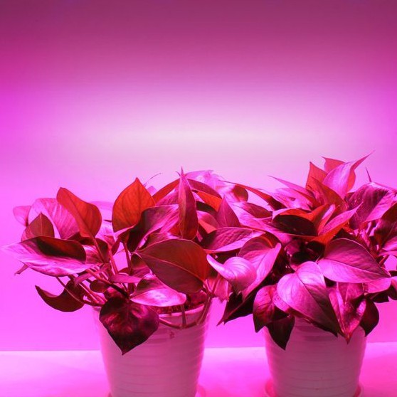 Acheter Ampoule de culture LED pour plantes d'intérieur, spectre rouge et  bleu, ampoules LED pour plantes, lampe de croissance E14